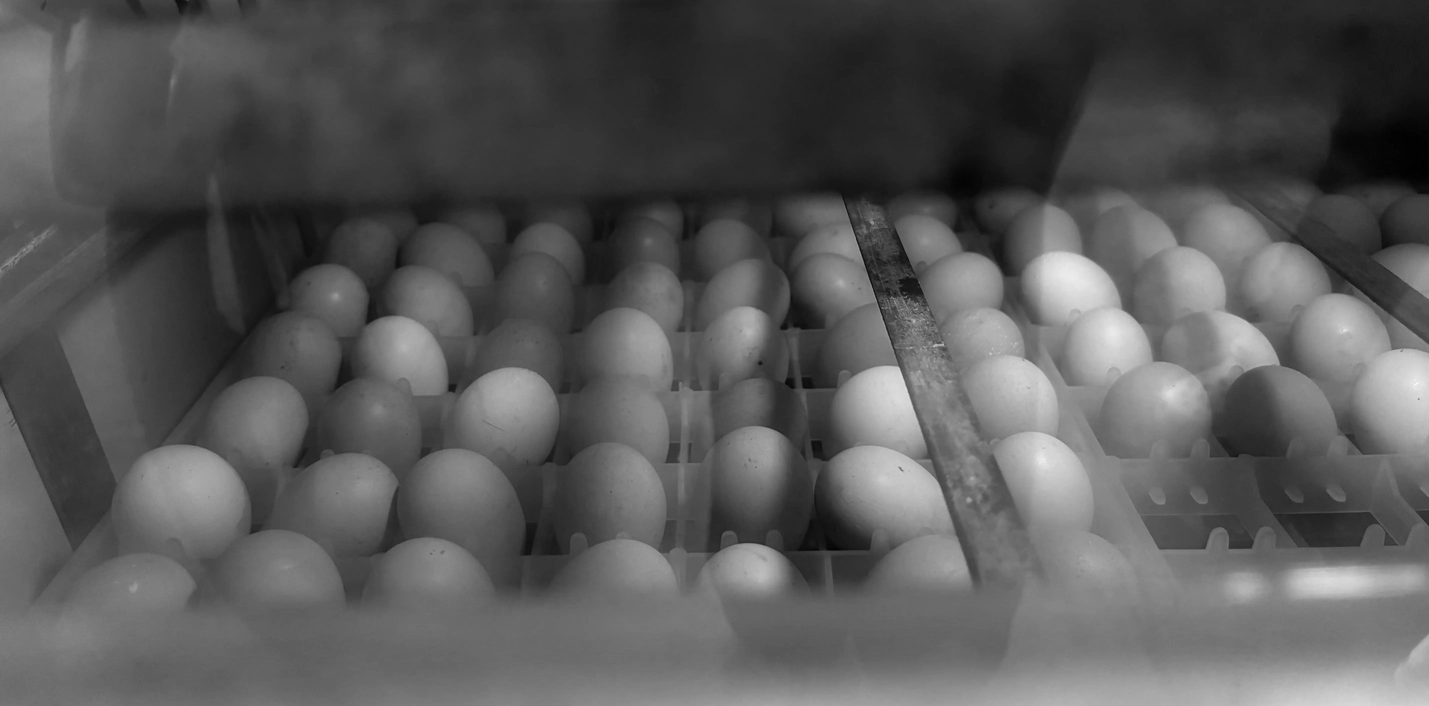 Rows of hatching eggs in the incubator trays at the farm
