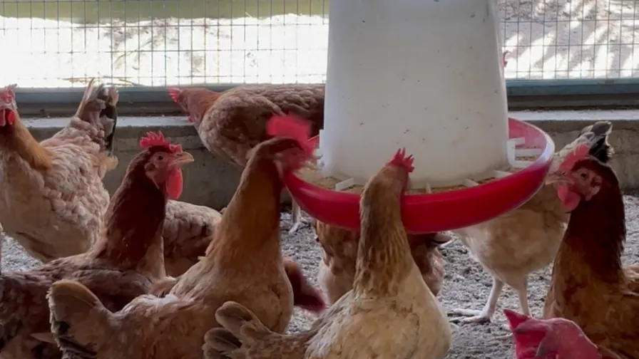 The flock gathered around a feeder of the mix made on the farm