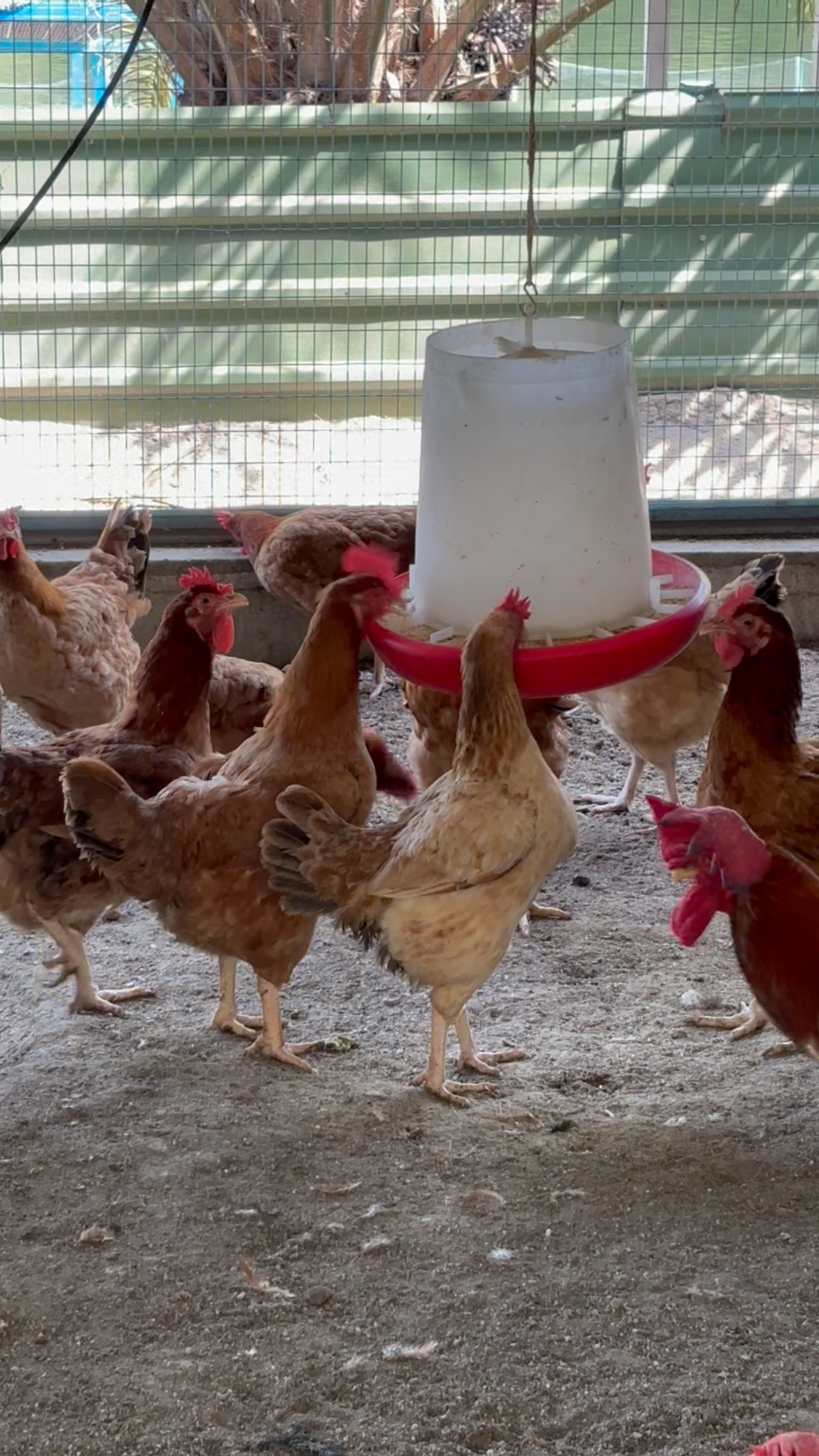Chickens gathered around a feeder