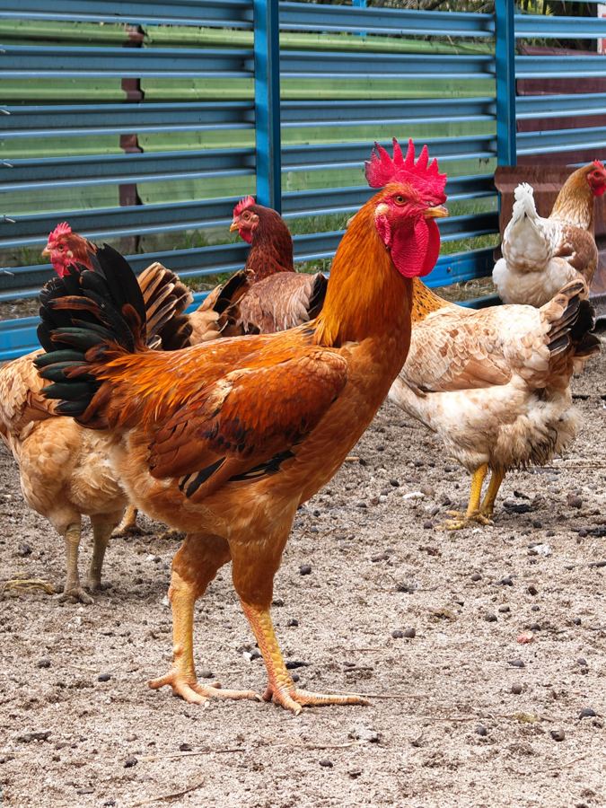 Free range chickens roaming outdoors