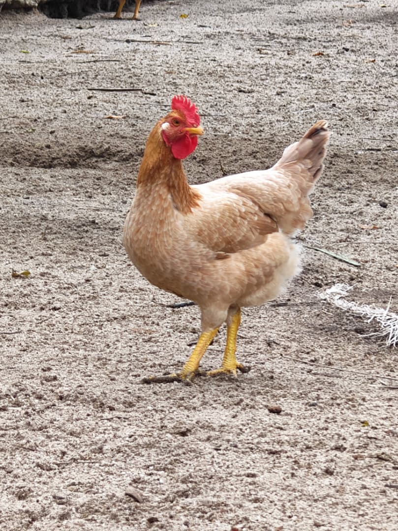 Free range chickens gathered near a fence