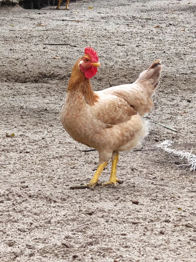 A free range hen on open ground at the farm in Kampar