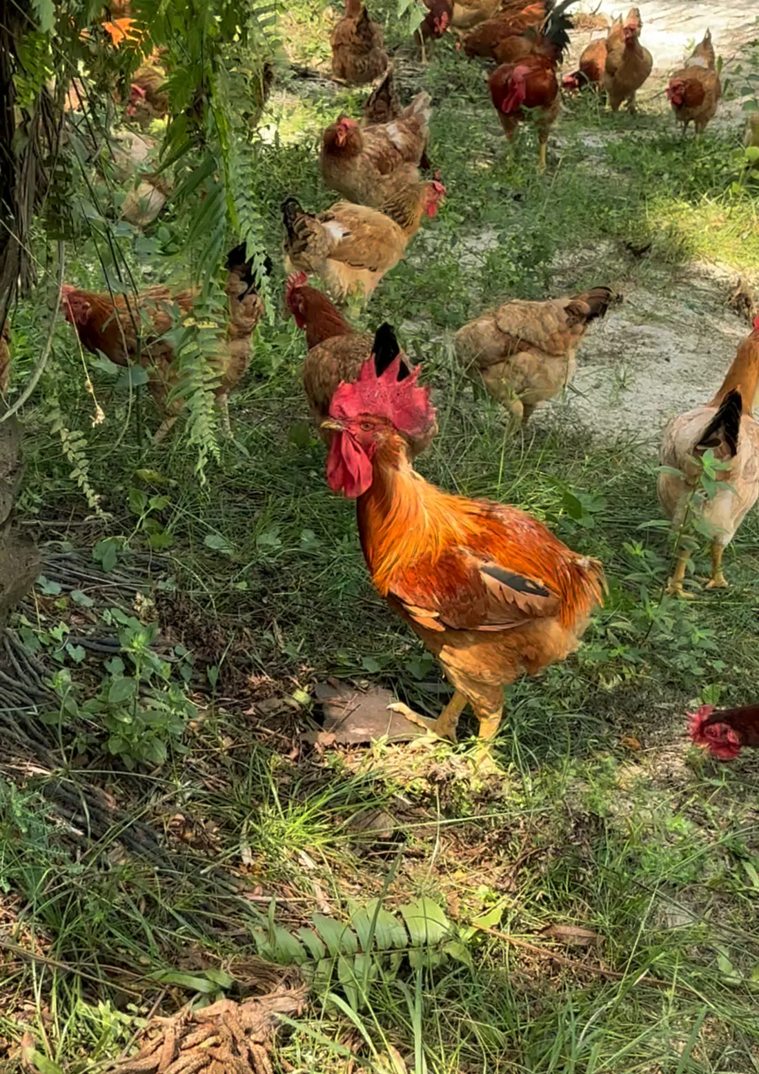 A free range hen roaming and foraging on open ground at the farm in Kampar