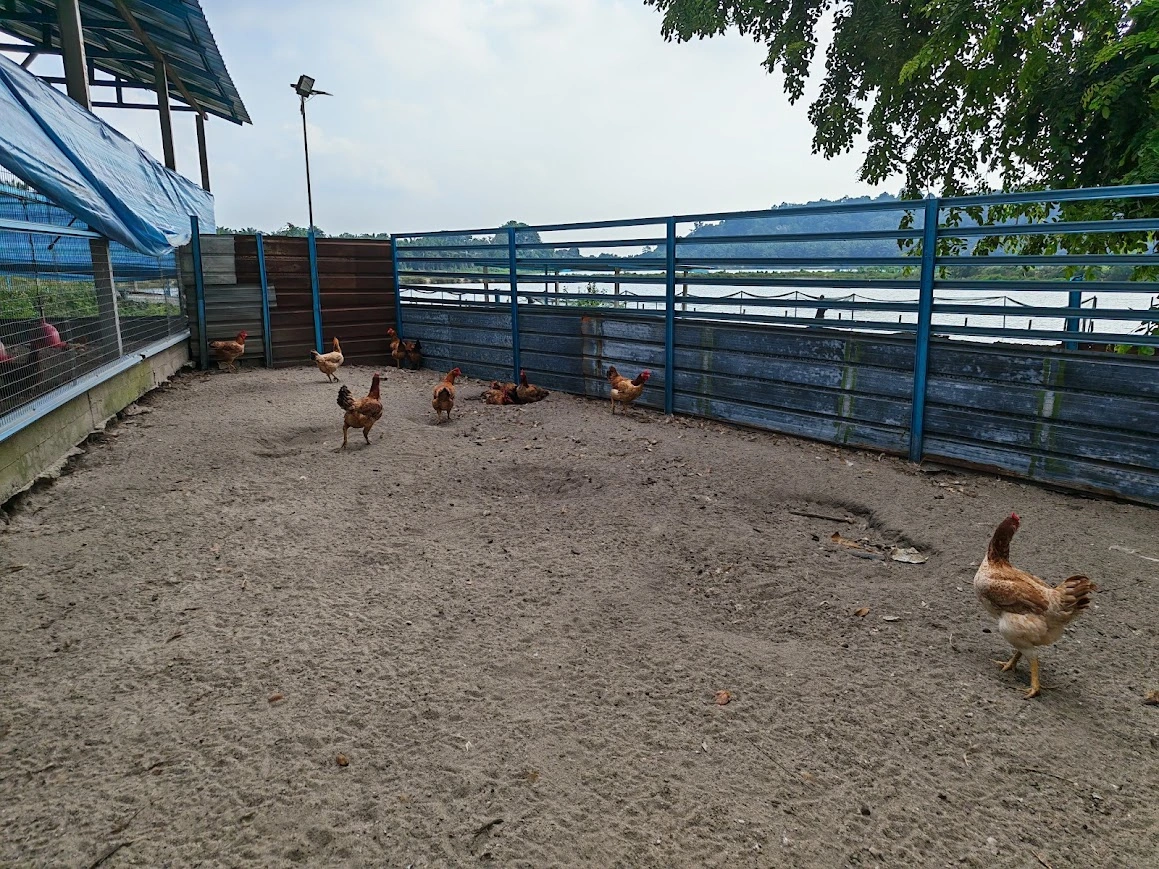Semi-enclosed chicken run