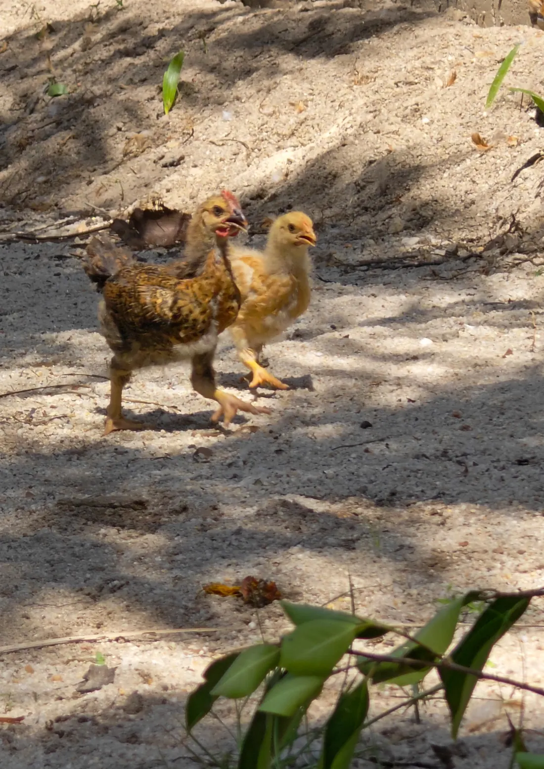 Chickens grown slowly over more than eighty days on the farm