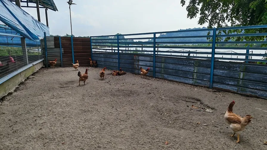 A few birds spread out across the wide open run alongside the poultry house