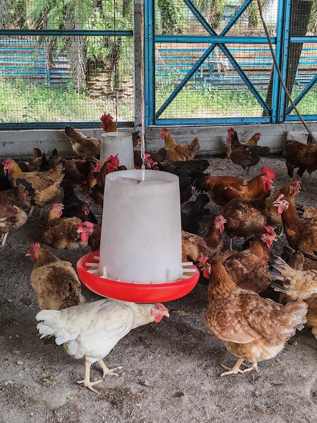 Chickens feeding together
